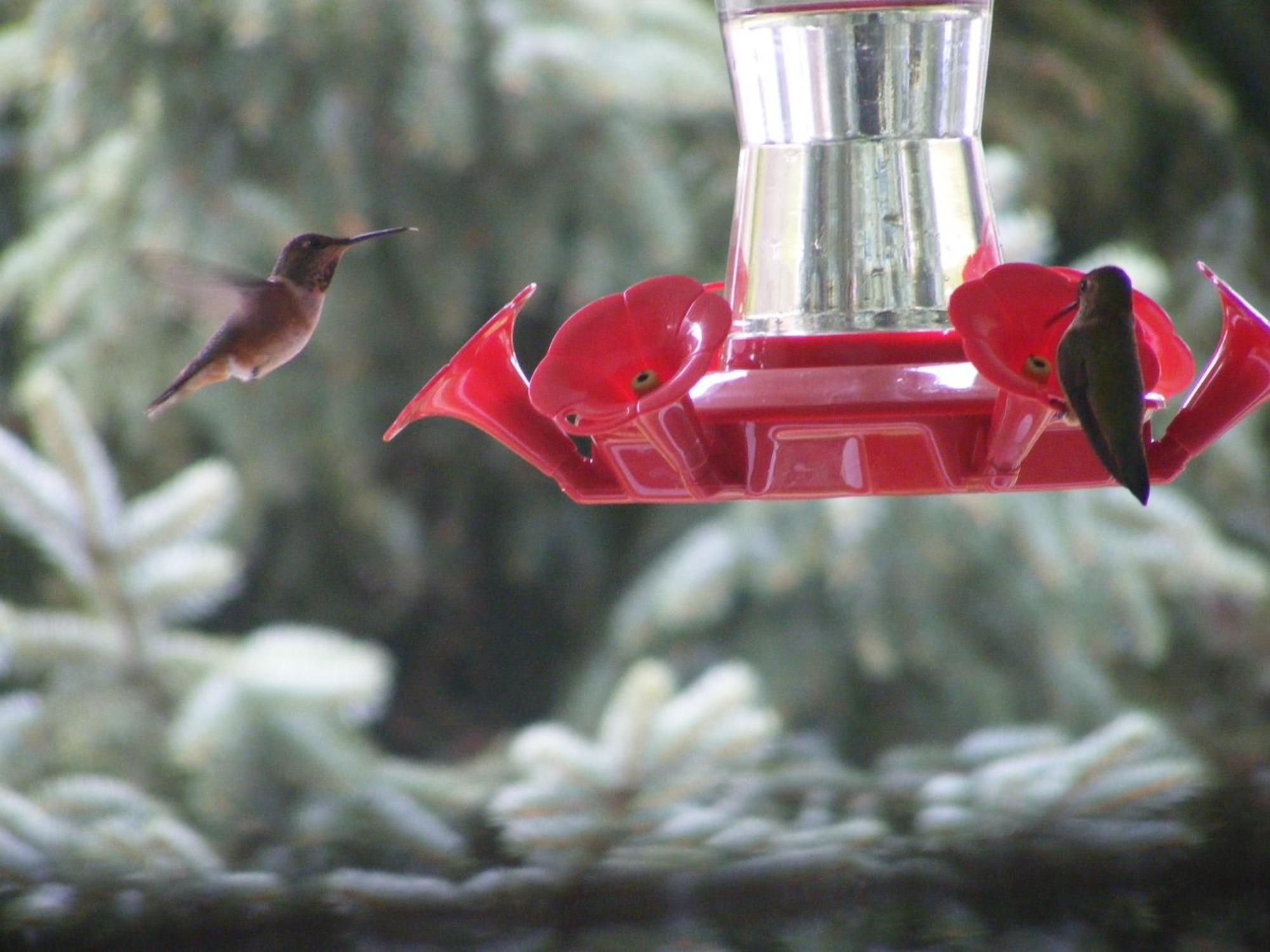 פורט אלברני Hummingbird Guesthouse מראה חיצוני תמונה