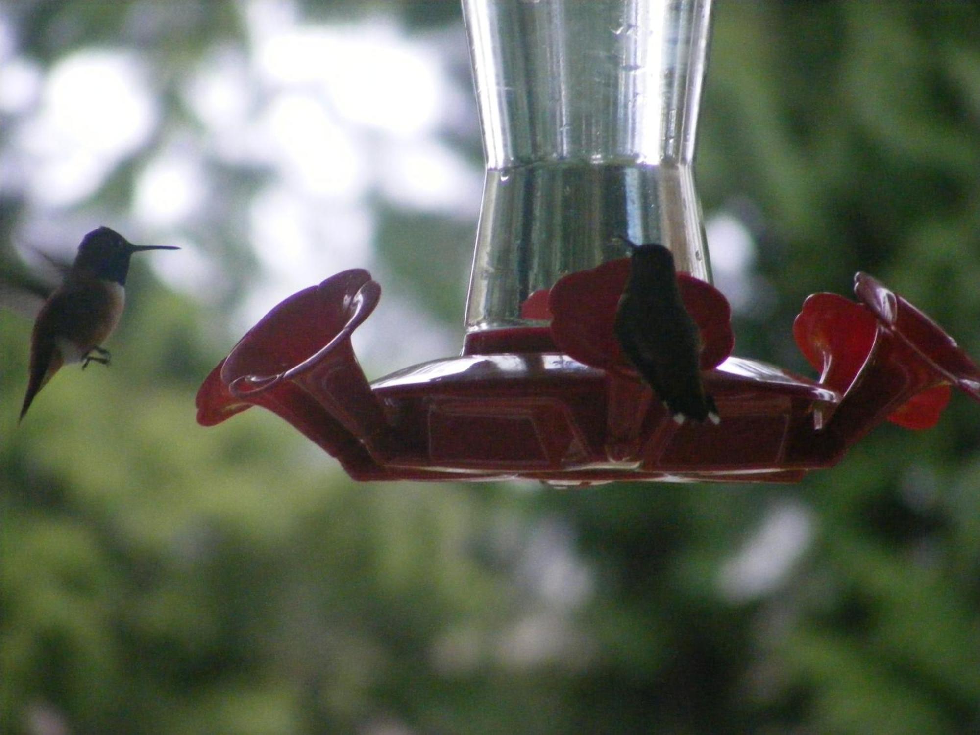 פורט אלברני Hummingbird Guesthouse מראה חיצוני תמונה
